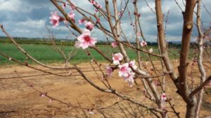 Almond blossoms